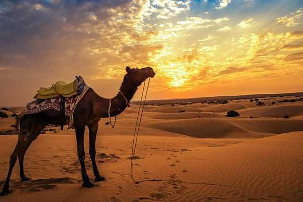 Jaisalmer Desert & City Tour